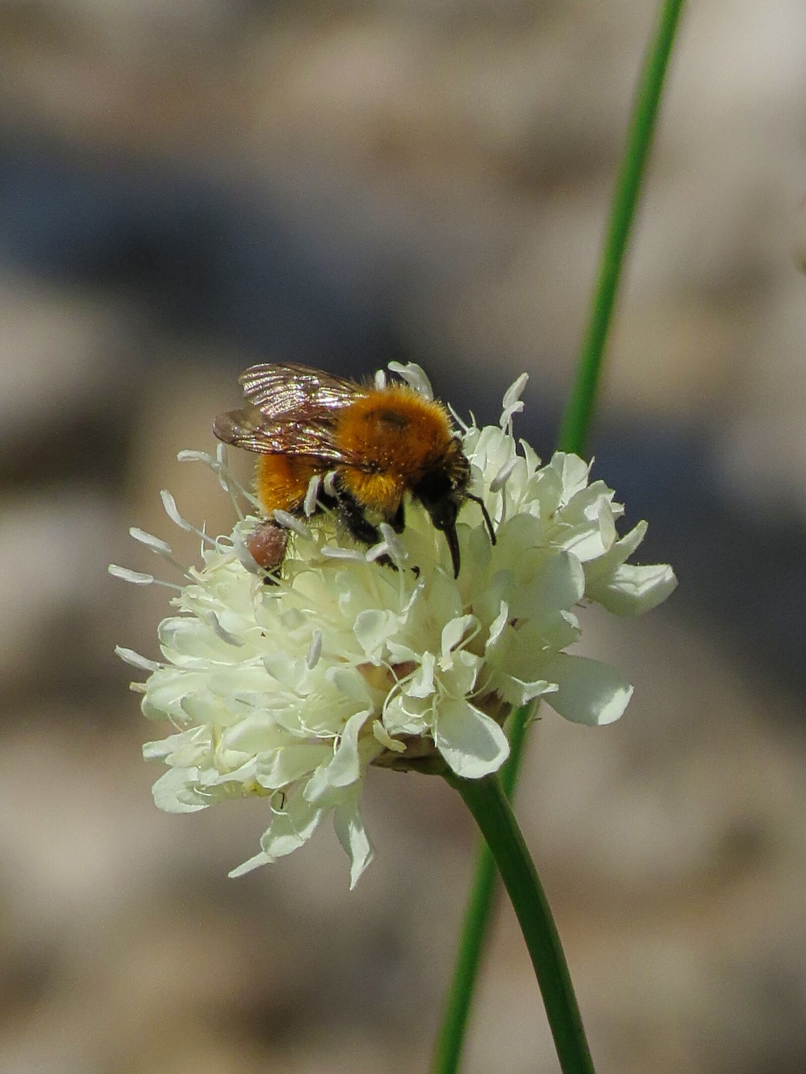 Canon PowerShot SX40 HS sample photo. Bombo, nectar, pollination photography