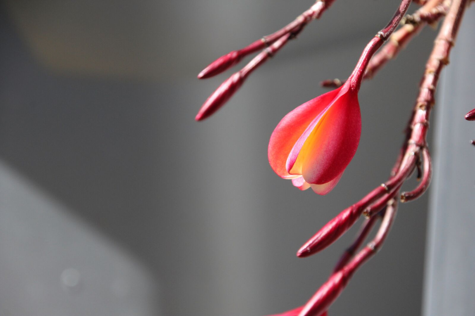 Canon EOS 1200D (EOS Rebel T5 / EOS Kiss X70 / EOS Hi) sample photo. Nature, flower, leaf photography