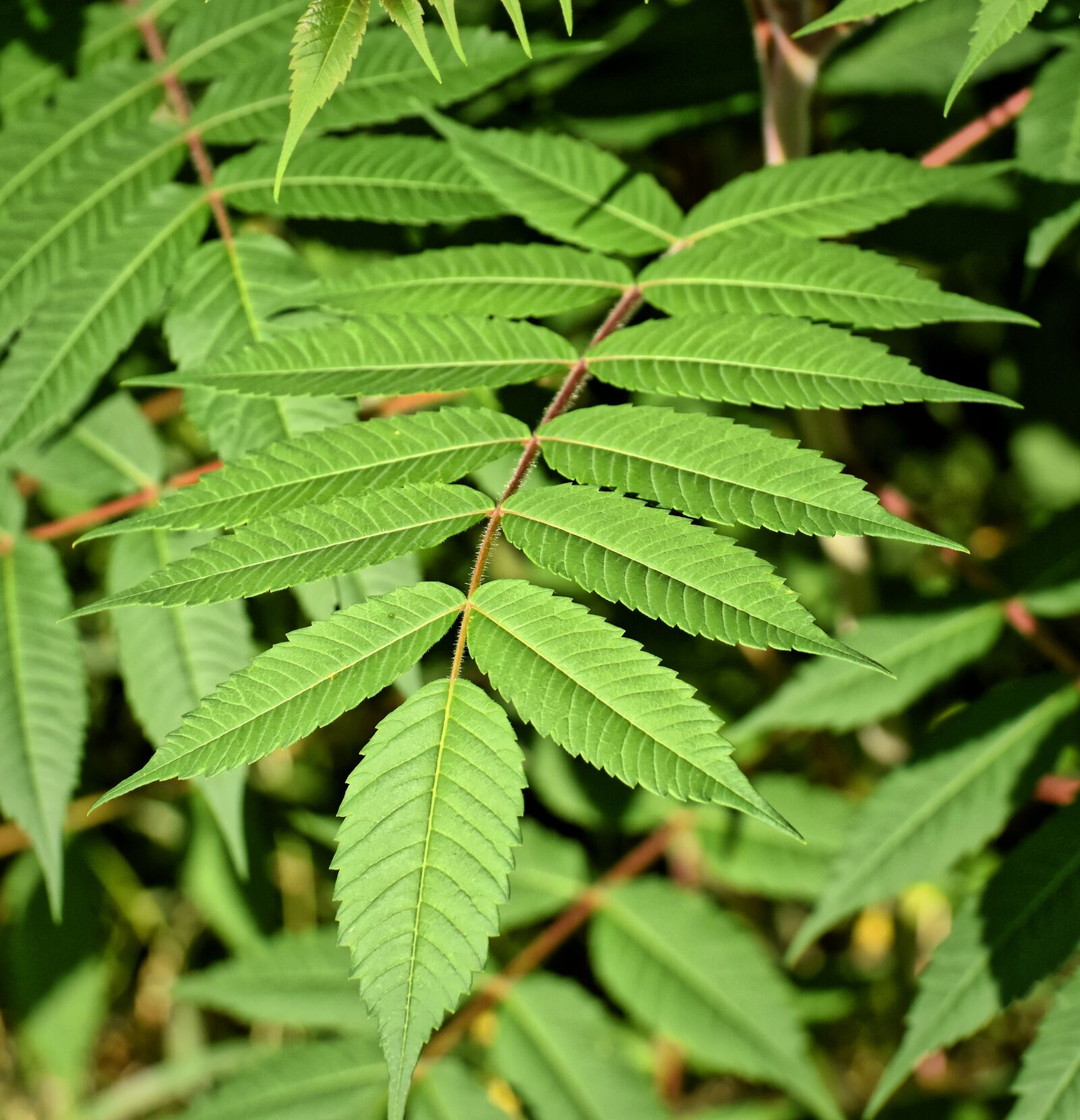 Nikon D7200 sample photo. Plant, green, garden photography