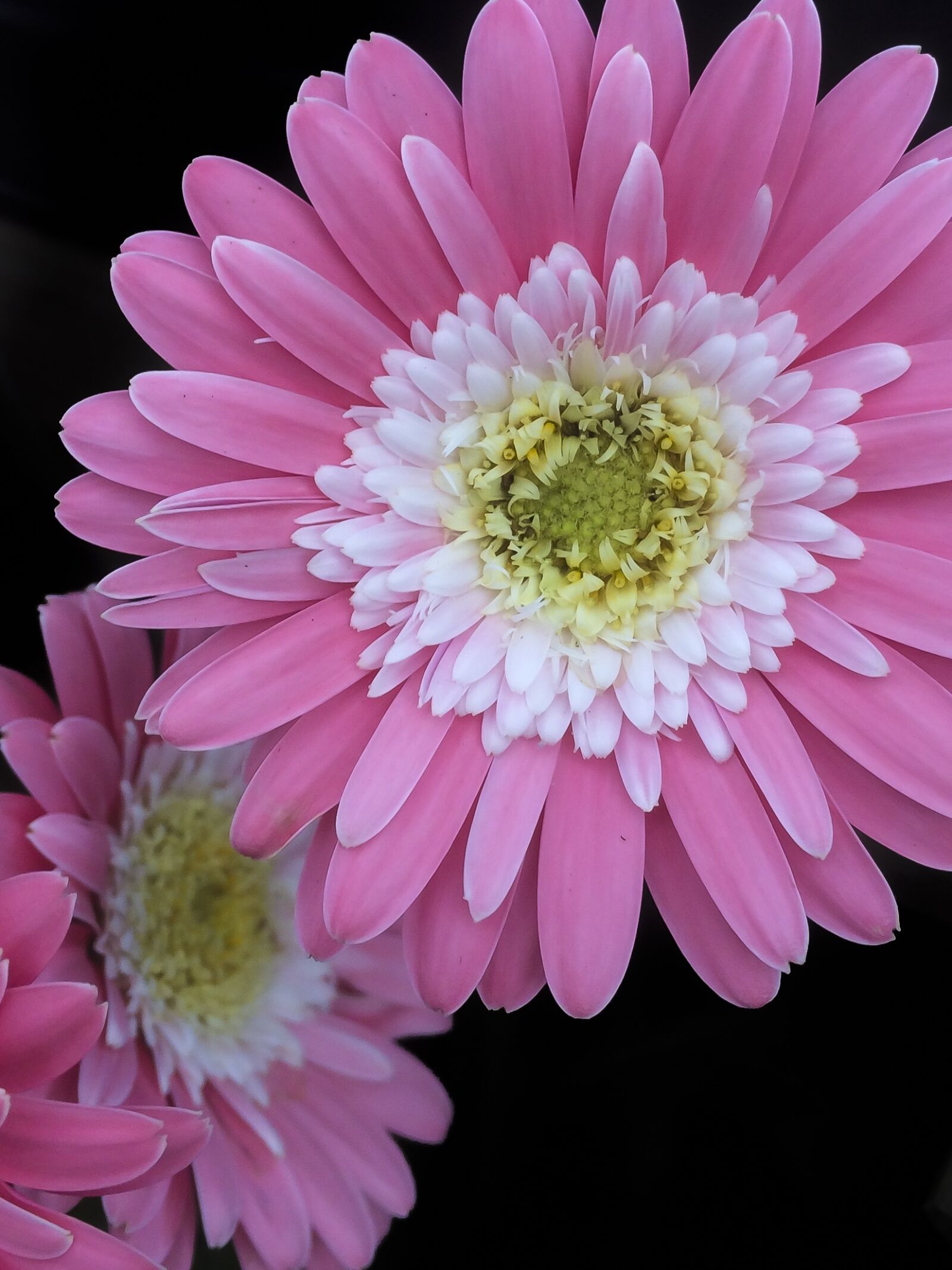 iPhone 5s back camera 4.15mm f/2.2 sample photo. Flowers, pink, pink flowers photography
