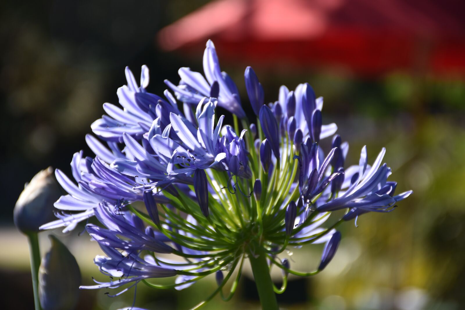 Nikon D5600 sample photo. Agapanthus, purple, summer photography