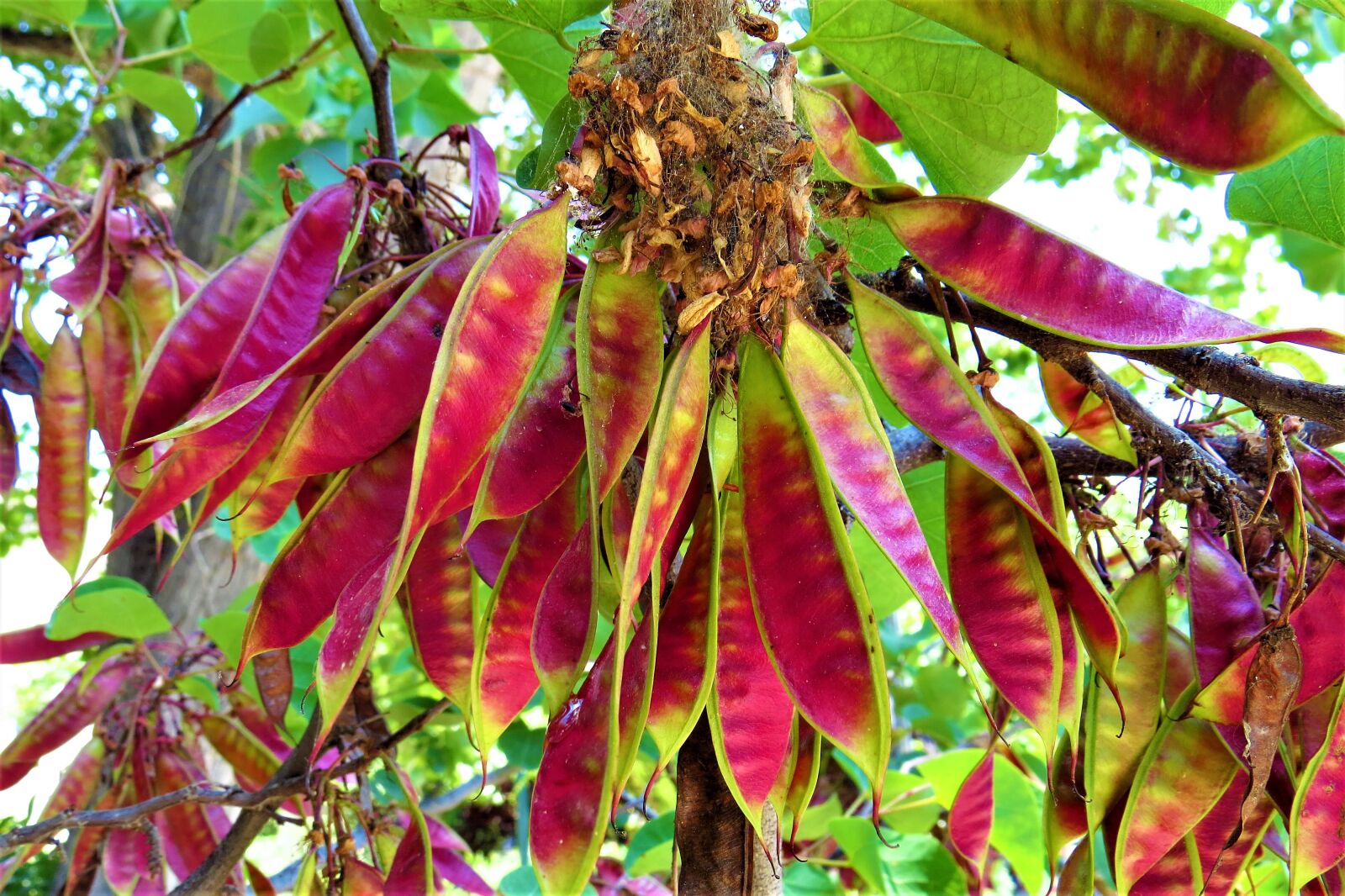 Canon PowerShot SX50 HS sample photo. Plant, colorful, pod photography