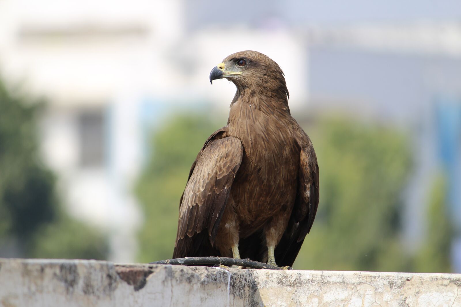 Canon EOS 1300D (EOS Rebel T6 / EOS Kiss X80) sample photo. Black kite, indian birds photography