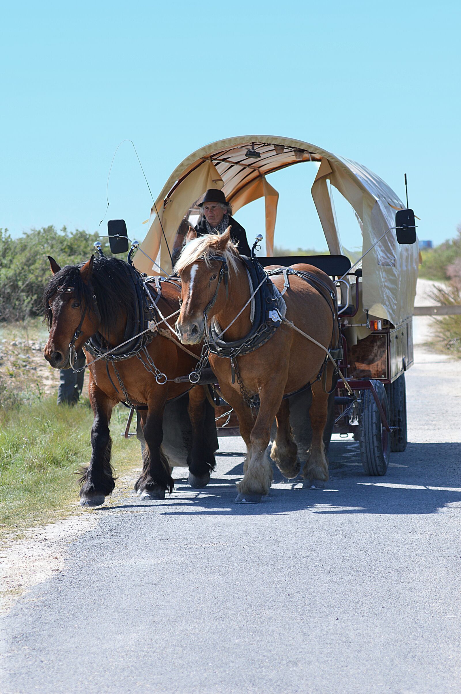 Nikon D3200 sample photo. Hitch, horses, sleigh photography
