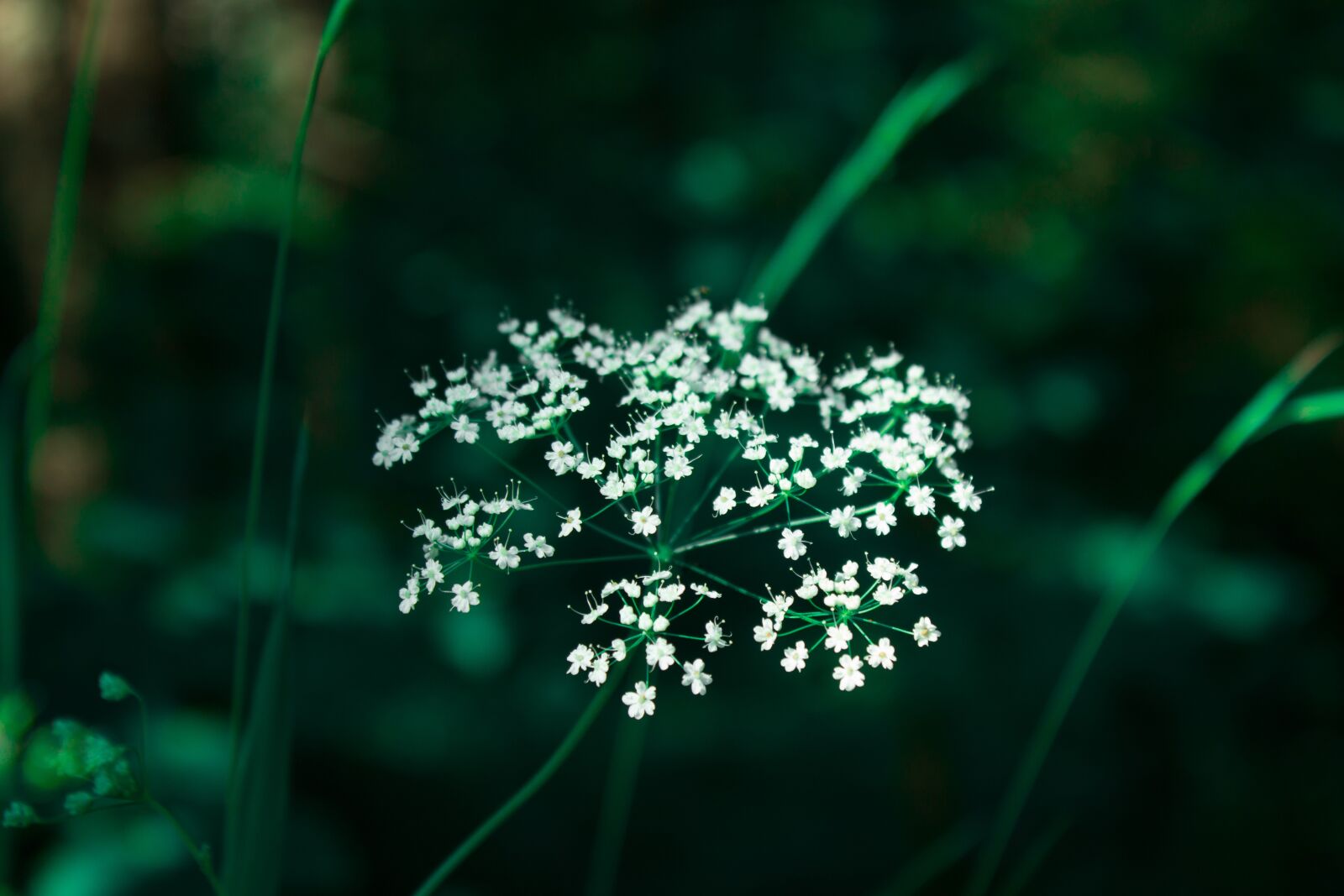 Canon EOS 1200D (EOS Rebel T5 / EOS Kiss X70 / EOS Hi) sample photo. Flower, greens, white photography