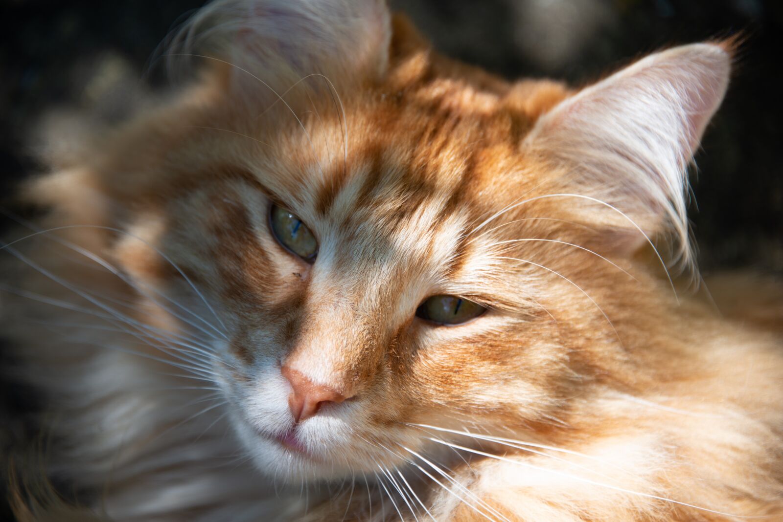 Nikon D800 sample photo. Cat, norwegian, forest photography