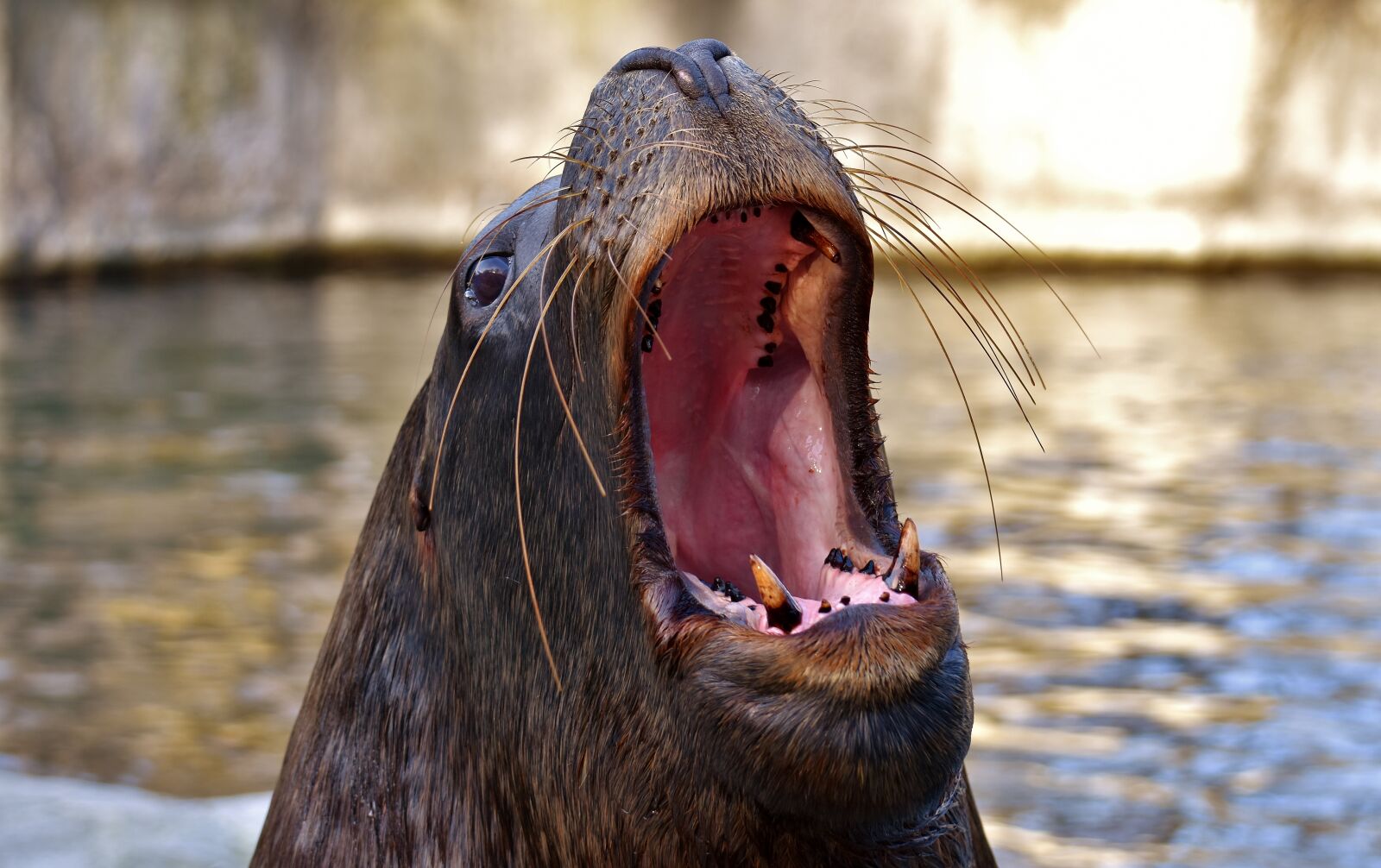 Nikon D7200 sample photo. Seal, sea lion, swim photography