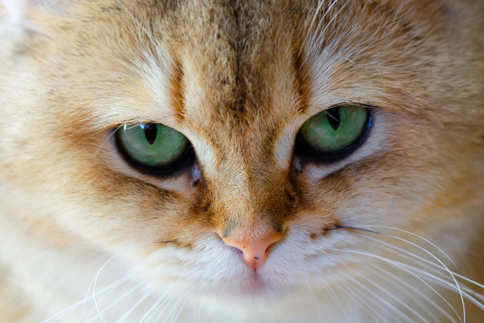 Fujifilm X-T10 sample photo. Charming, eye, looking for photography