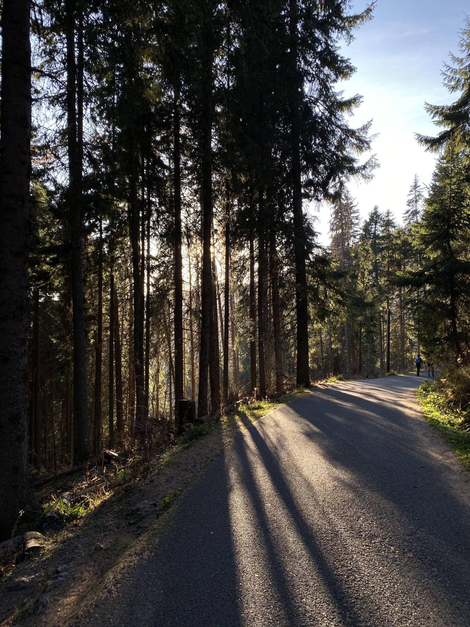 Apple iPhone 11 sample photo. Forest, nature, deer photography