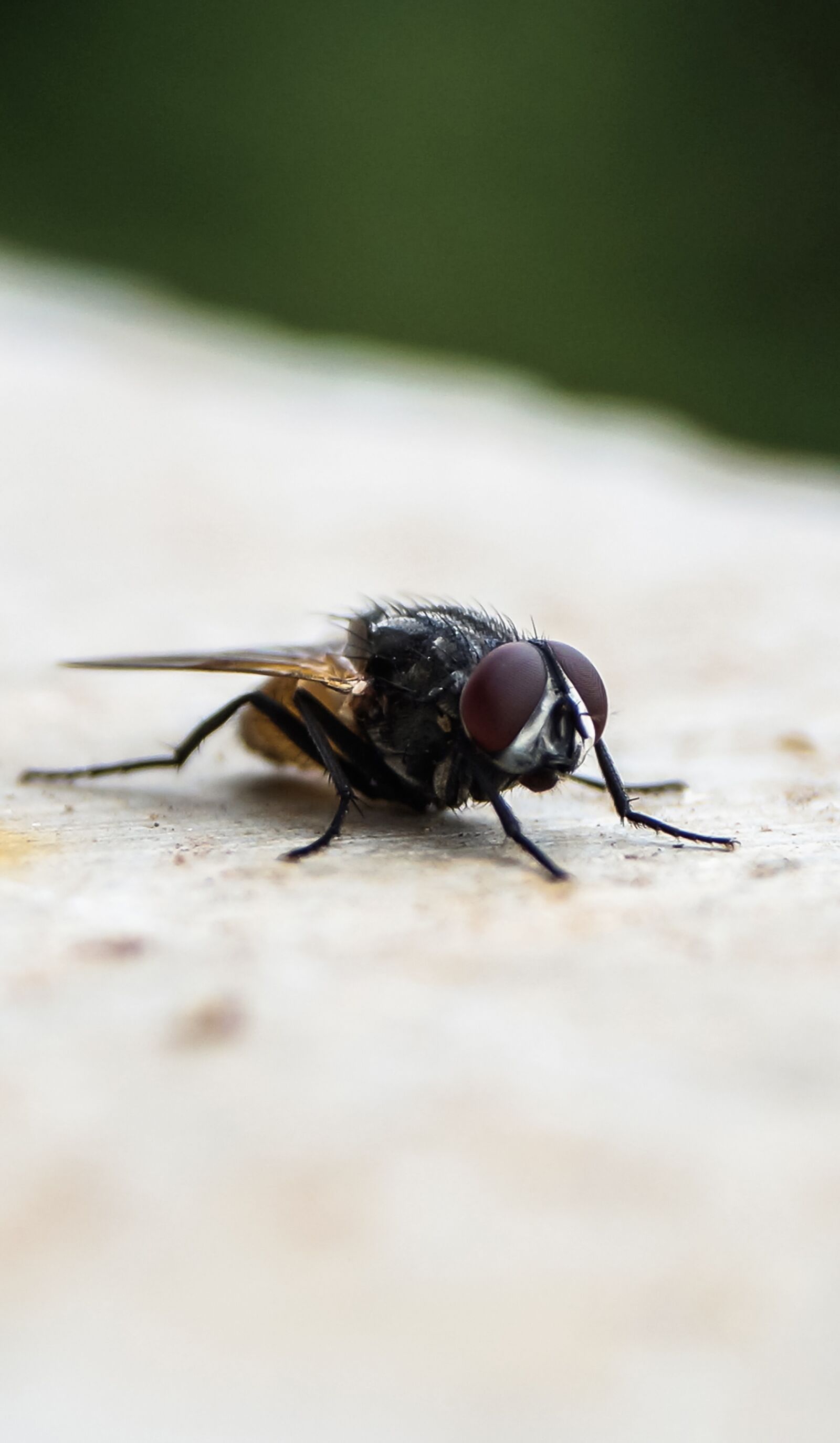 Sony DT 18-55mm F3.5-5.6 SAM II sample photo. Insect, focused, sitting photography