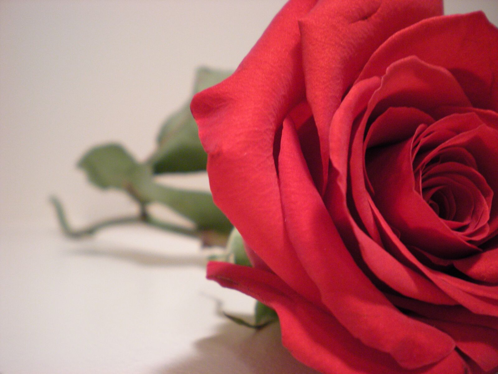 Nikon Coolpix S210 sample photo. Rose, red rose, love photography