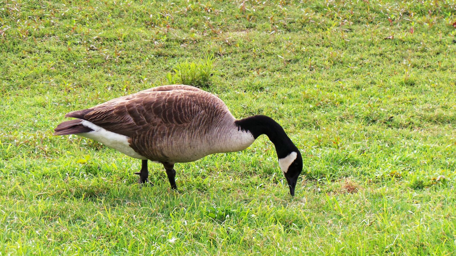Samsung Galaxy Camera (Wi-Fi) sample photo. Geese, migratory birds, birds photography