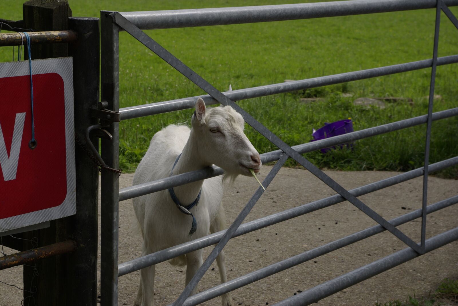 Samsung GX-10 sample photo. Goat, farm, animal photography