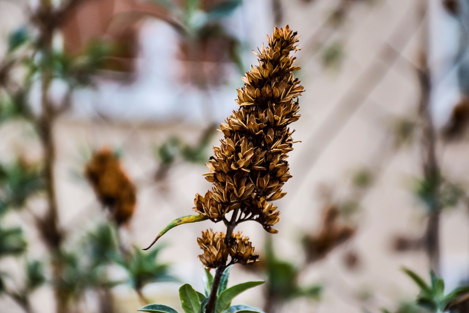 Nikon D5600 sample photo. Plant, bloom, flora photography