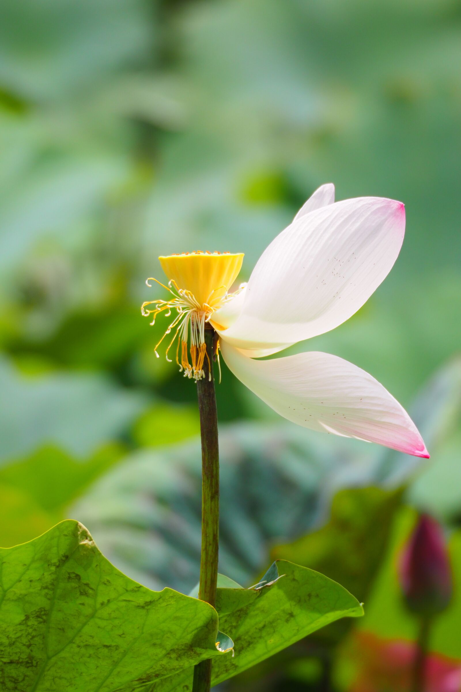 Olympus OM-D E-M1 Mark II + Olympus M.Zuiko ED 75-300mm F4.8-6.7 II sample photo. Taiwan, taipei, botanical garden photography