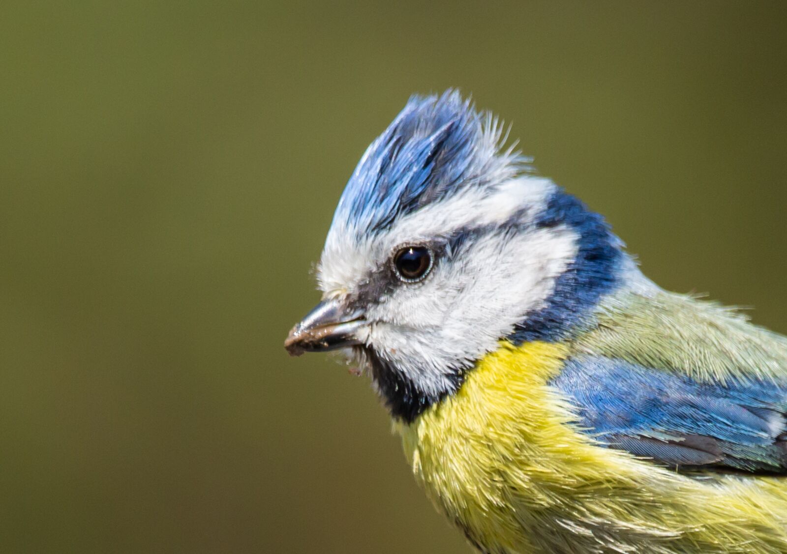 150-600mm F5-6.3 DG OS HSM | Contemporary 015 sample photo. Blue tit, tit, small photography