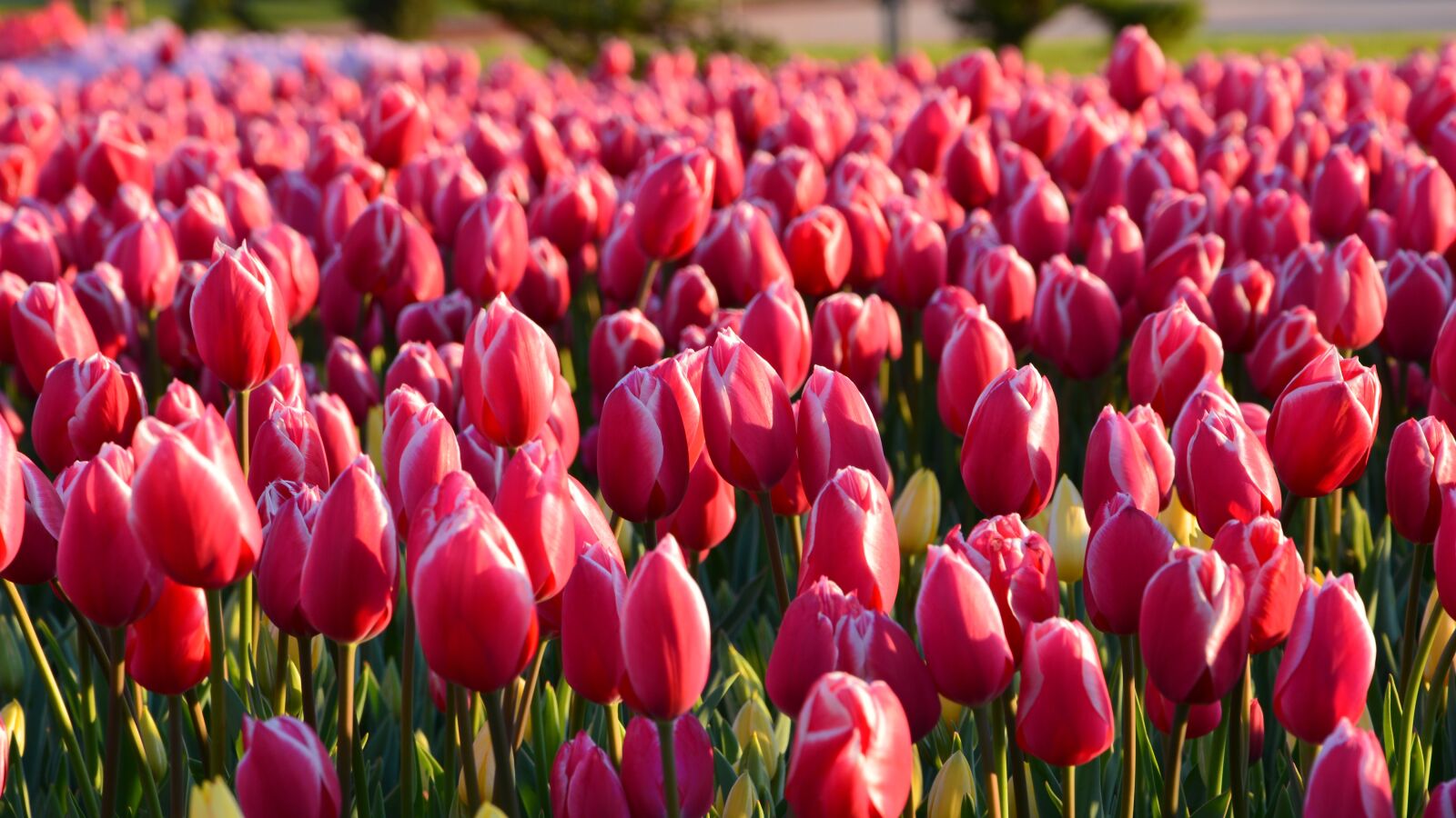 Nikon D7100 sample photo. Tulips, red, macro photography