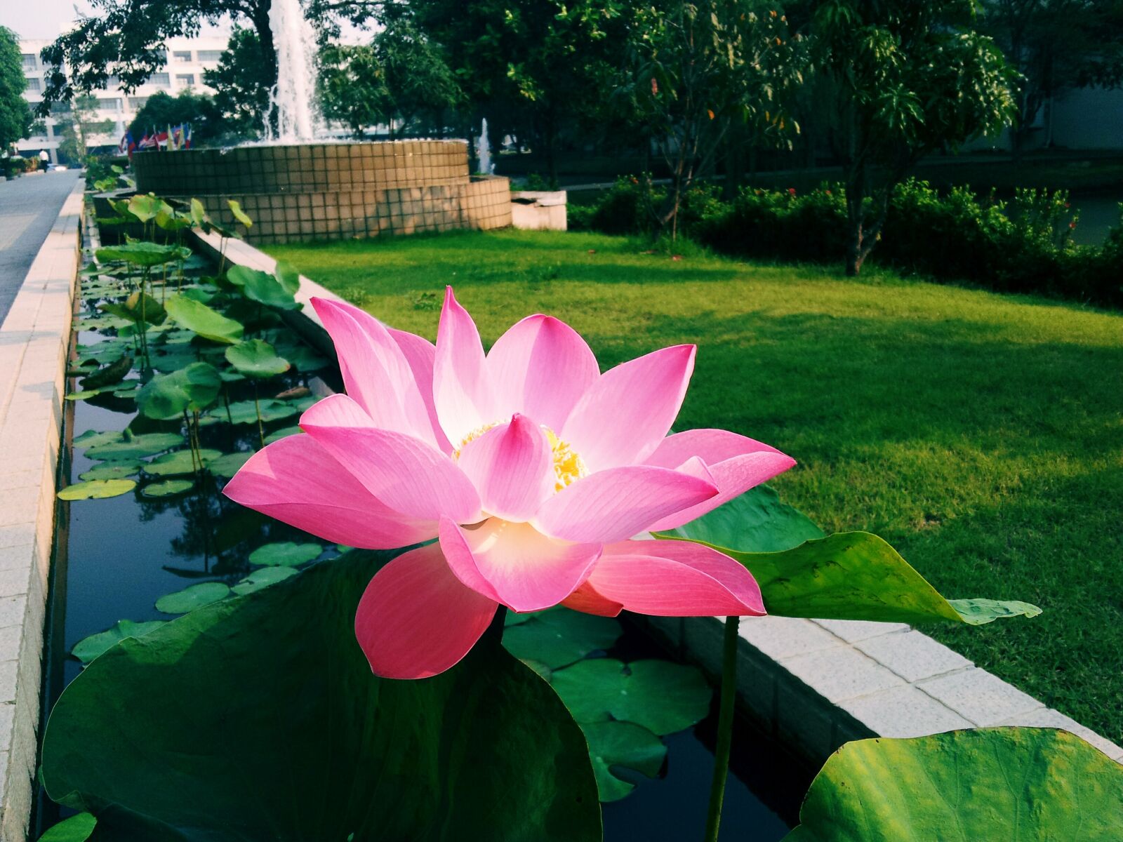 Samsung Galaxy S2 sample photo. Lotus, garden, flower photography
