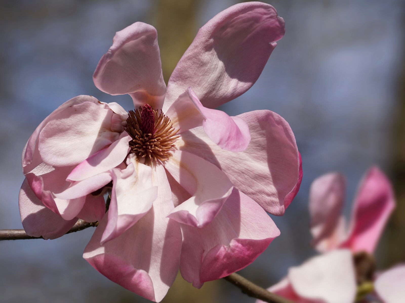 Sony DT 55-300mm F4.5-5.6 SAM sample photo. Flower, magnolia, plant photography