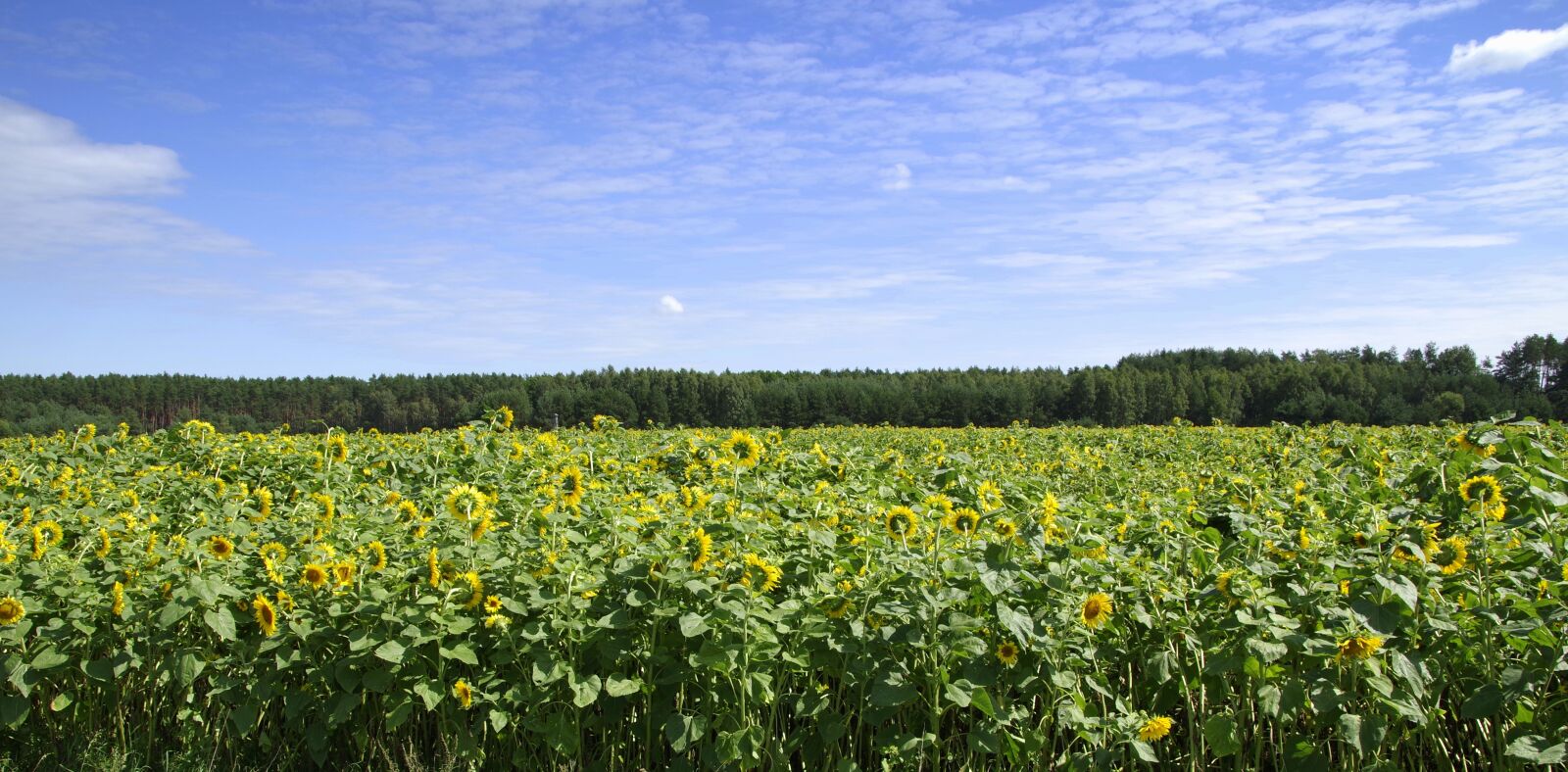 Pentax K-S2 sample photo. Sunflowers, field, landscape photography