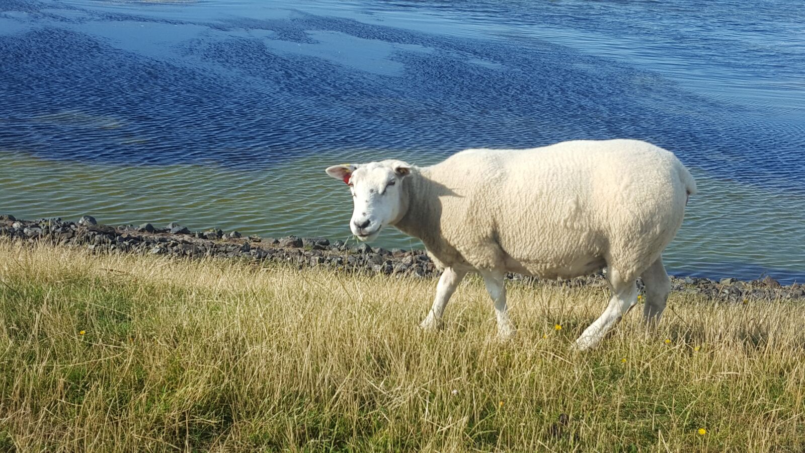Samsung GALAXY S6 edge sample photo. Sheep, north sea, grass photography