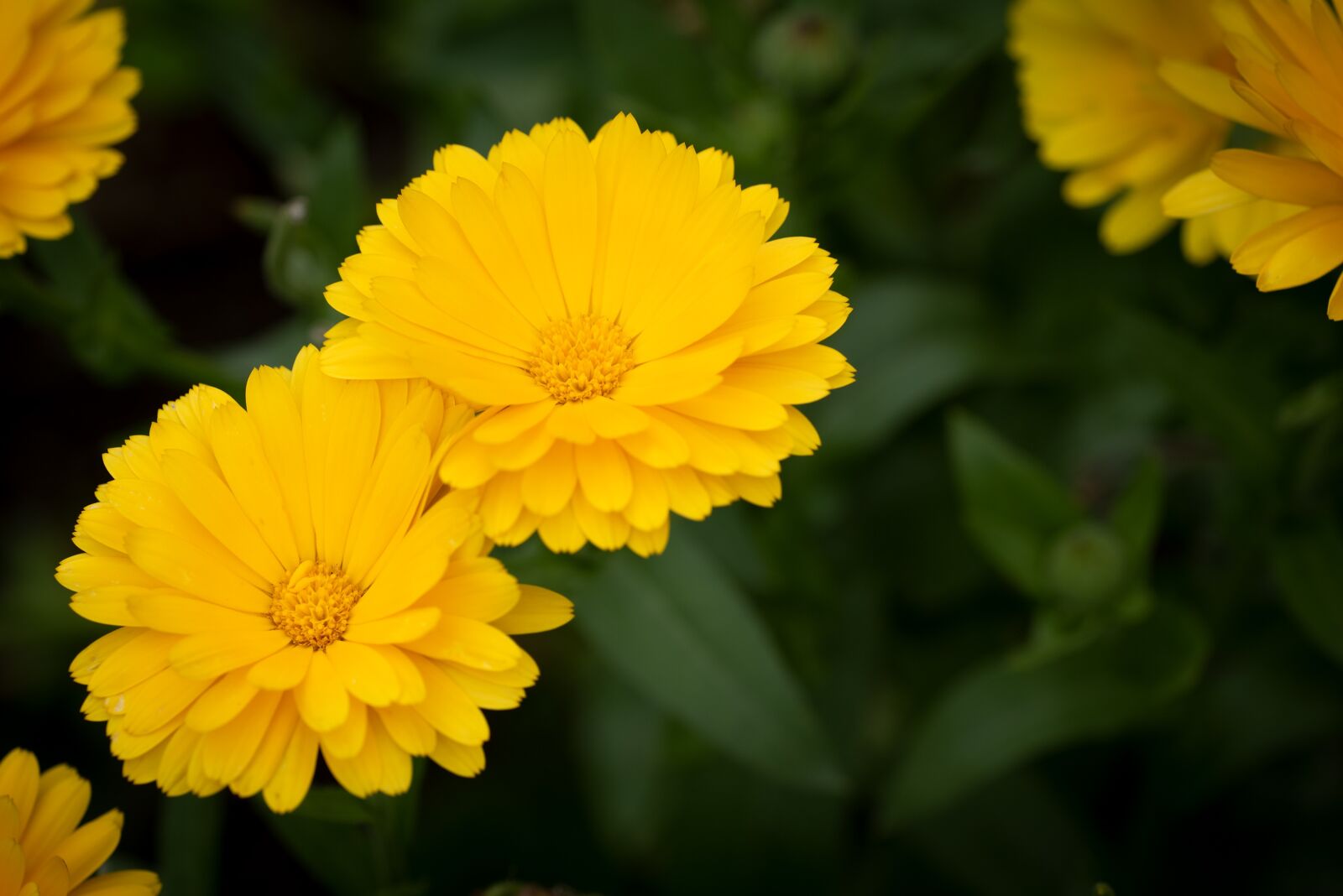 Nikon D750 sample photo. Flower, yellow, flowers photography