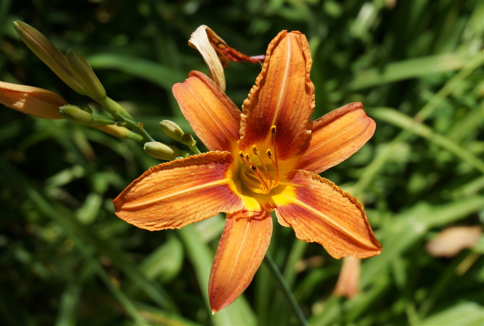 Sony Alpha NEX-5T sample photo. Day lily open, lily photography