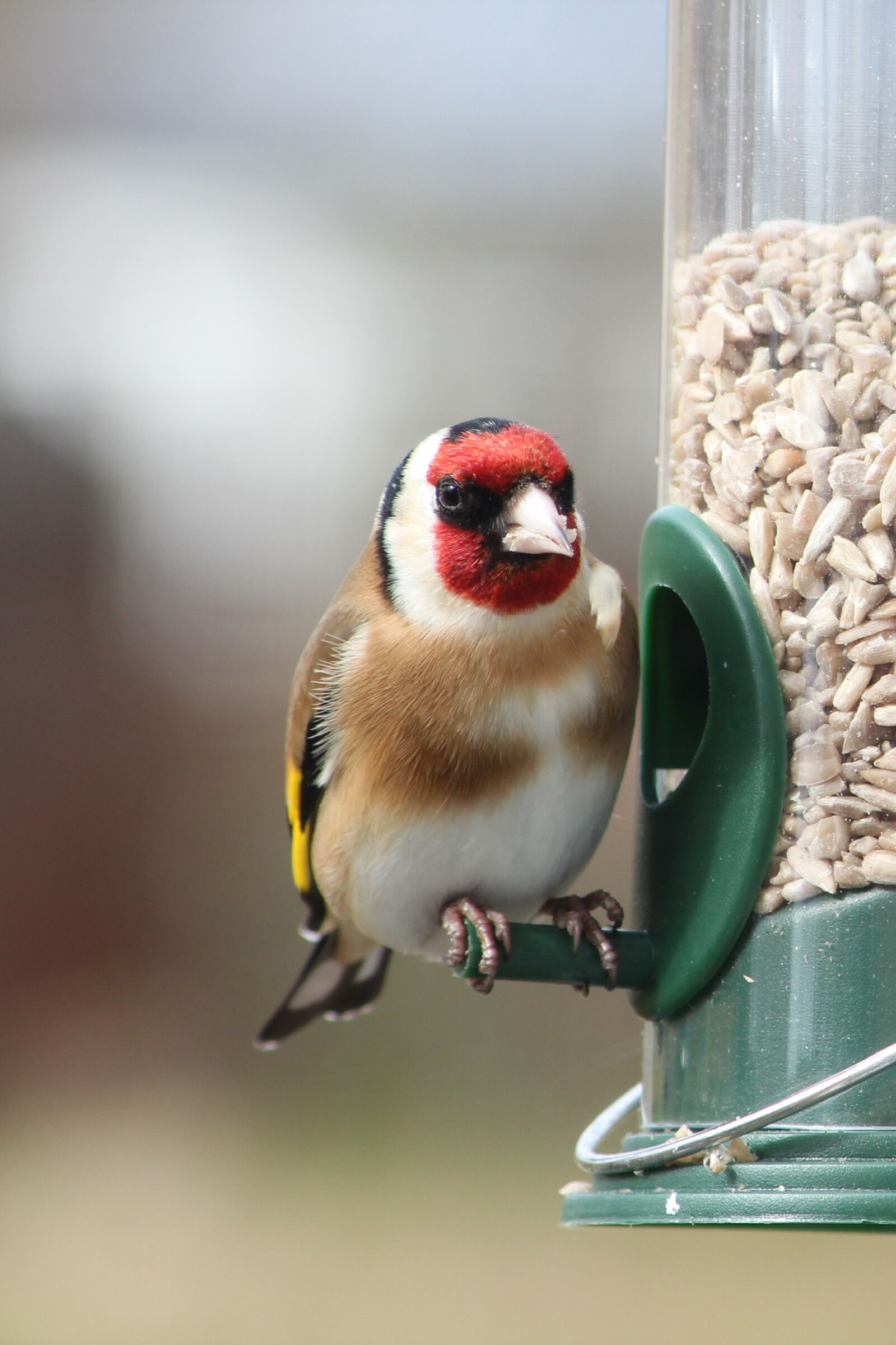 Canon EOS 650D (EOS Rebel T4i / EOS Kiss X6i) sample photo. Garden bird, bird feeder photography