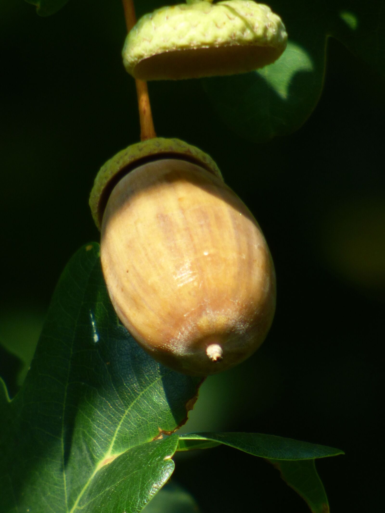 Panasonic DMC-FZ72 sample photo. Acorn, hat, nature photography