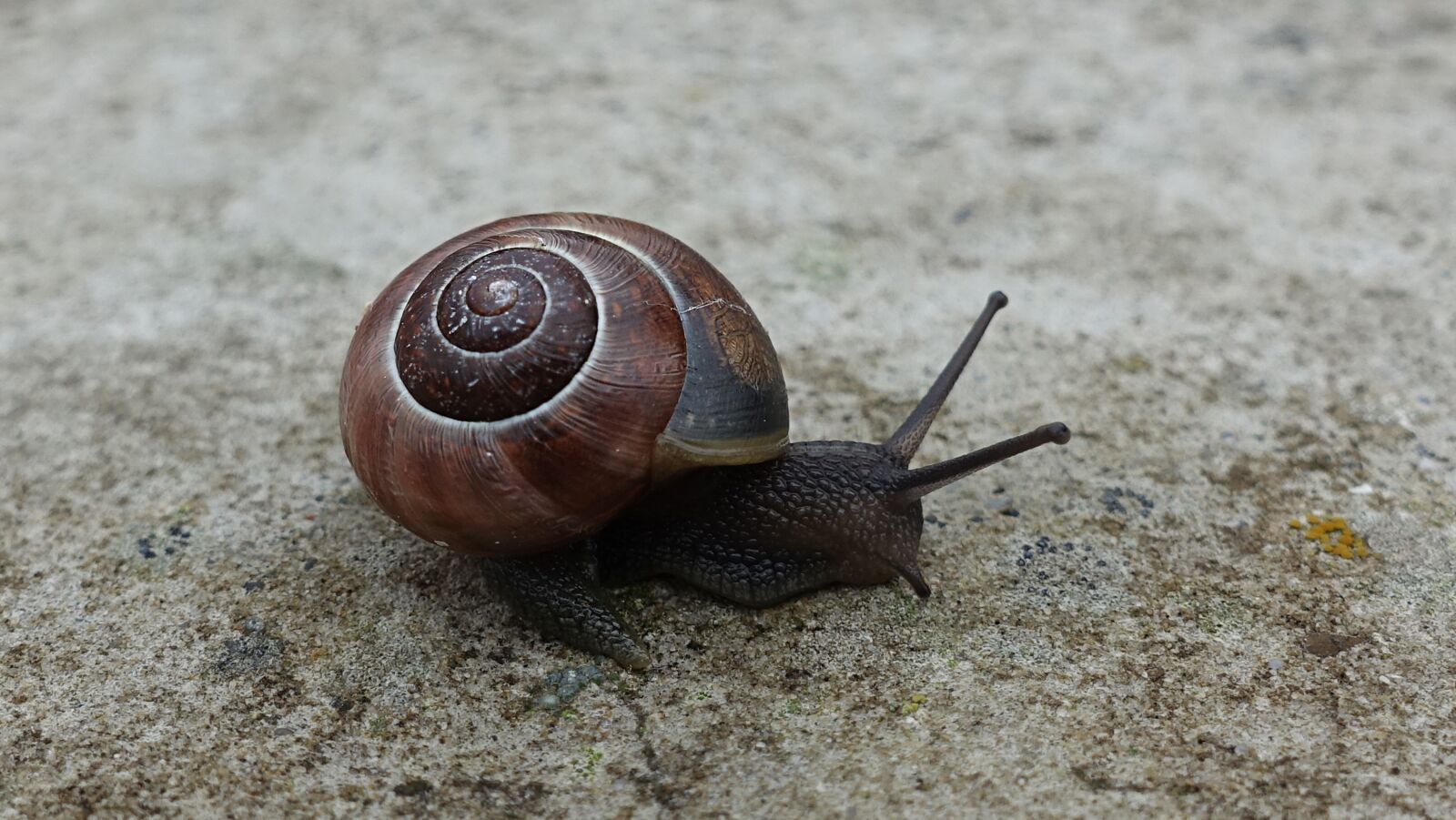 Sony Cyber-shot DSC-RX100 III sample photo. Snail, shell, reptile photography