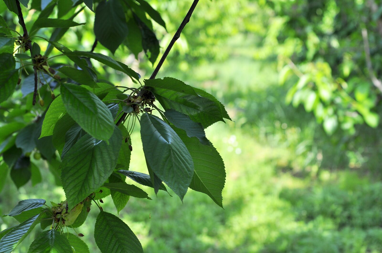 Nikon D90 sample photo. Leaves, nature, green photography