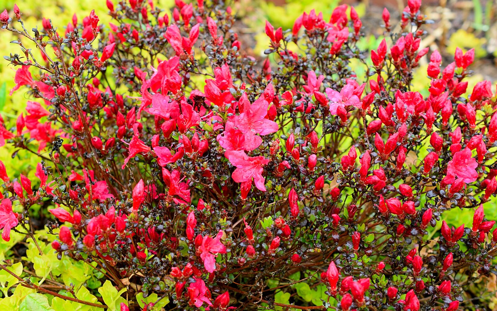 Nikon D3300 sample photo. Azalea, outdoor, red photography