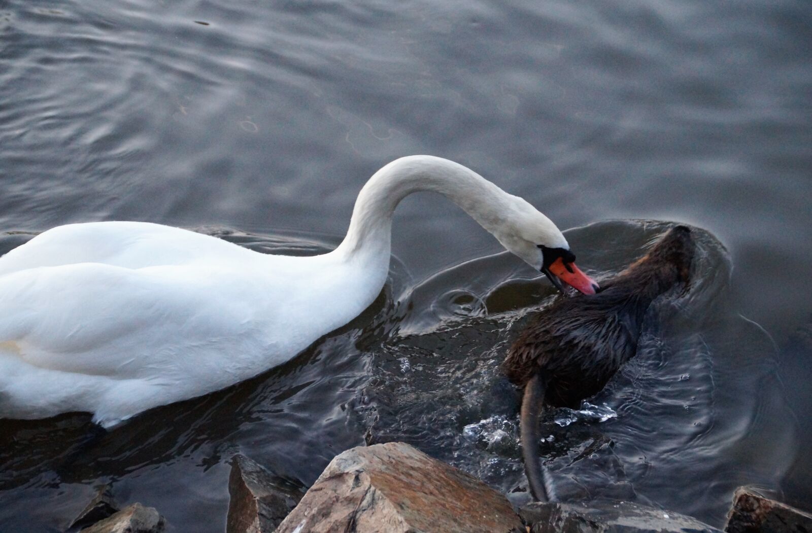Sony SLT-A58 sample photo. Nutria, swan, water photography