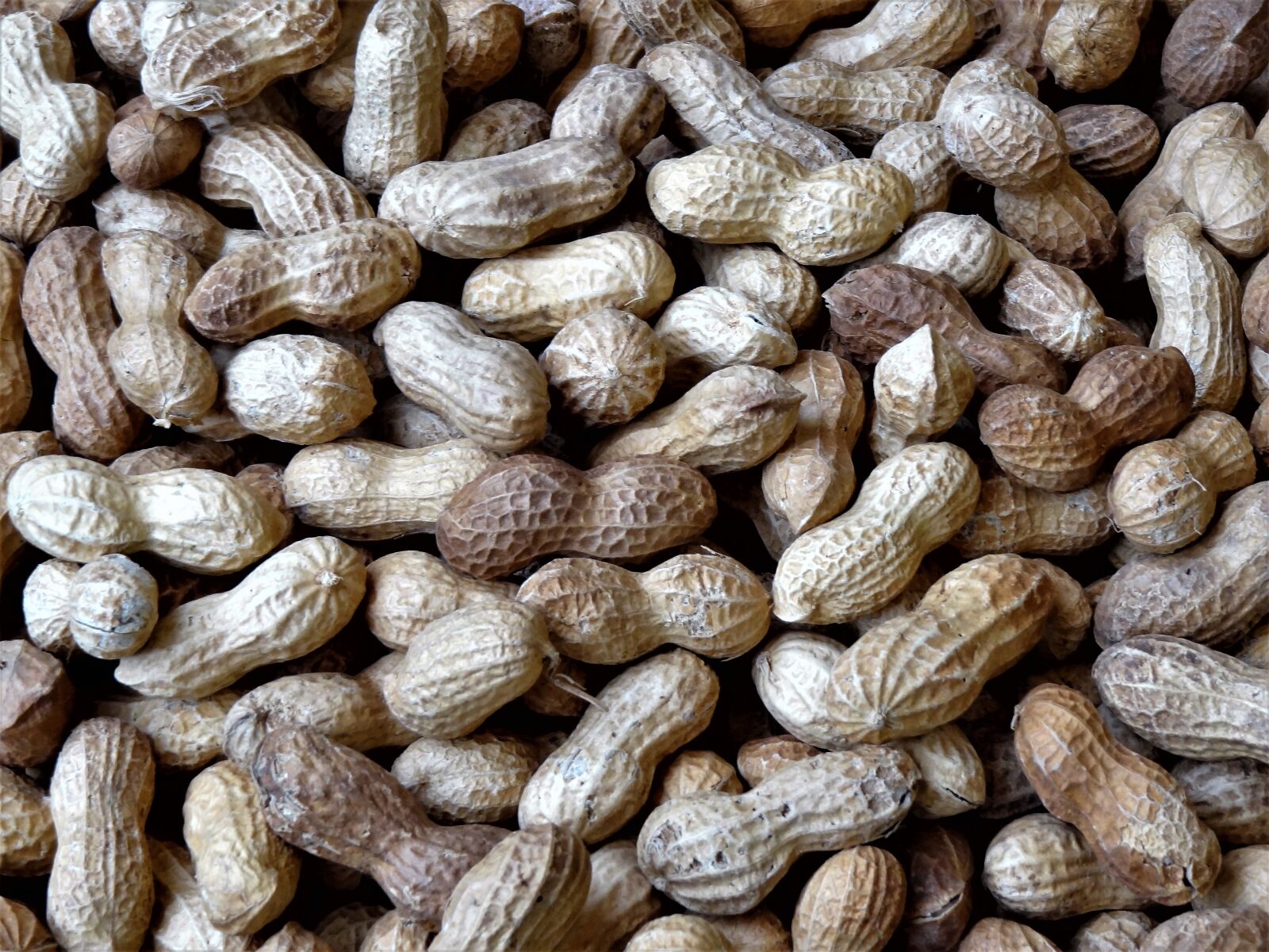 Sony Cyber-shot DSC-HX9V sample photo. Nuts, legume, shell photography