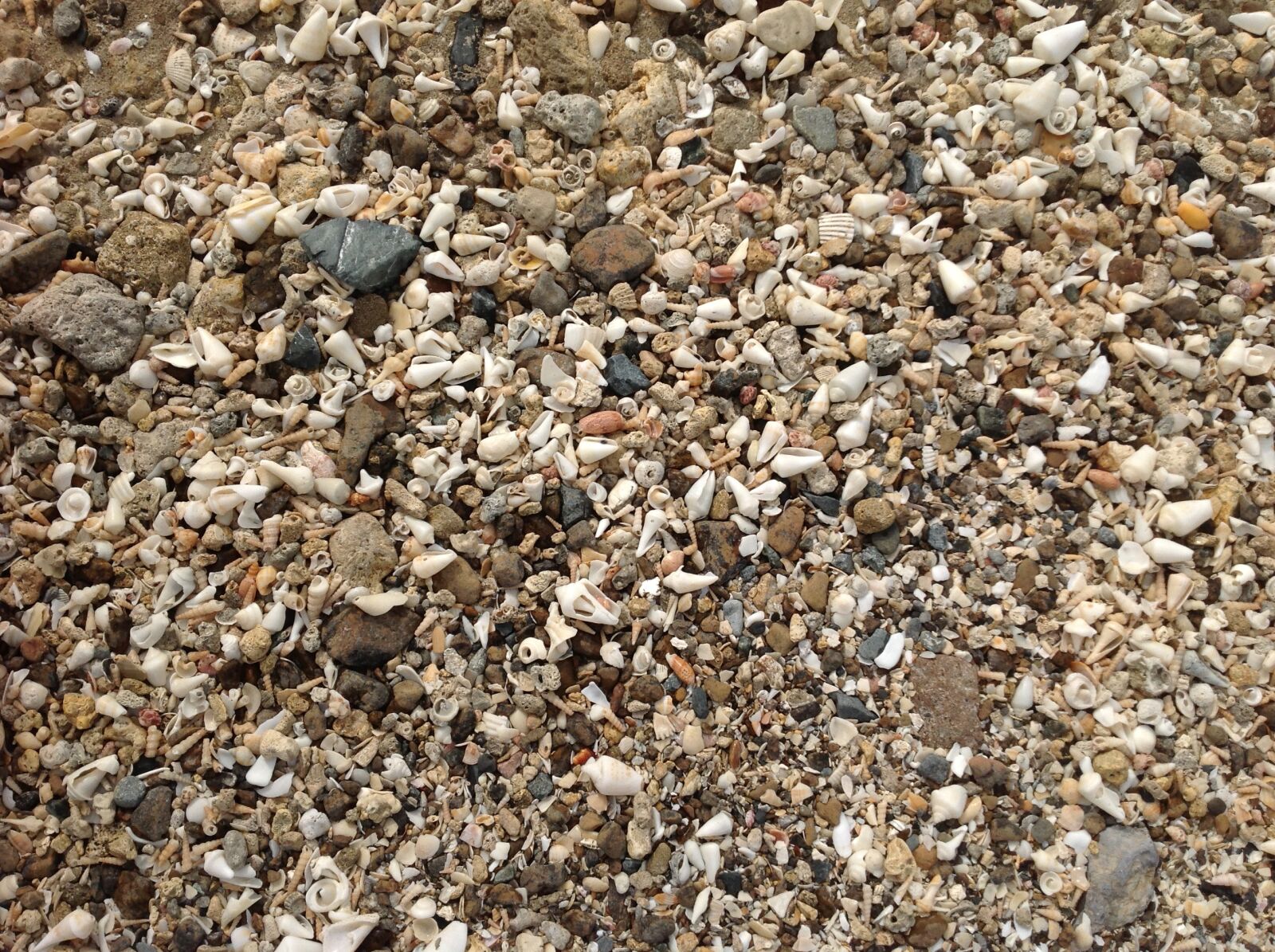Apple iPad sample photo. Mussels, beach, stones photography