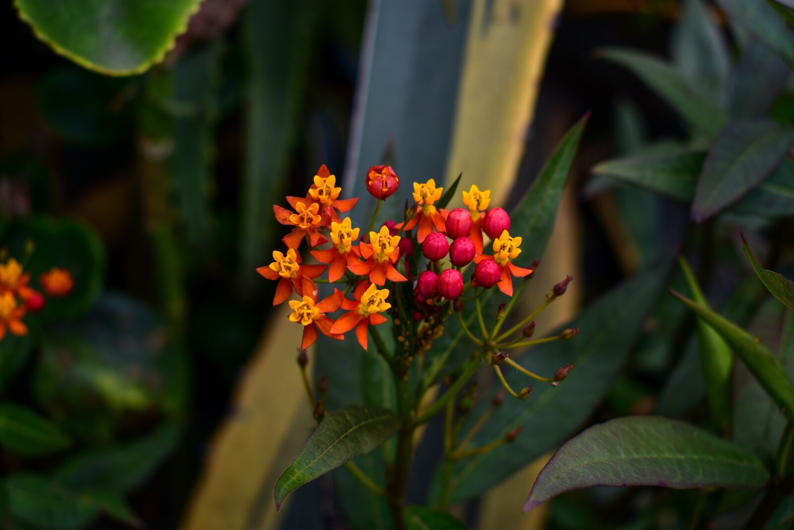 Nikon D3400 sample photo. Flower, garden, plant photography