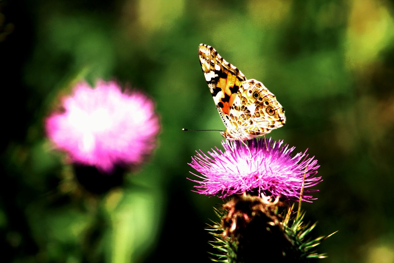 Canon EF75-300mm f/4-5.6 sample photo. Butterfly, butterflies, wings photography