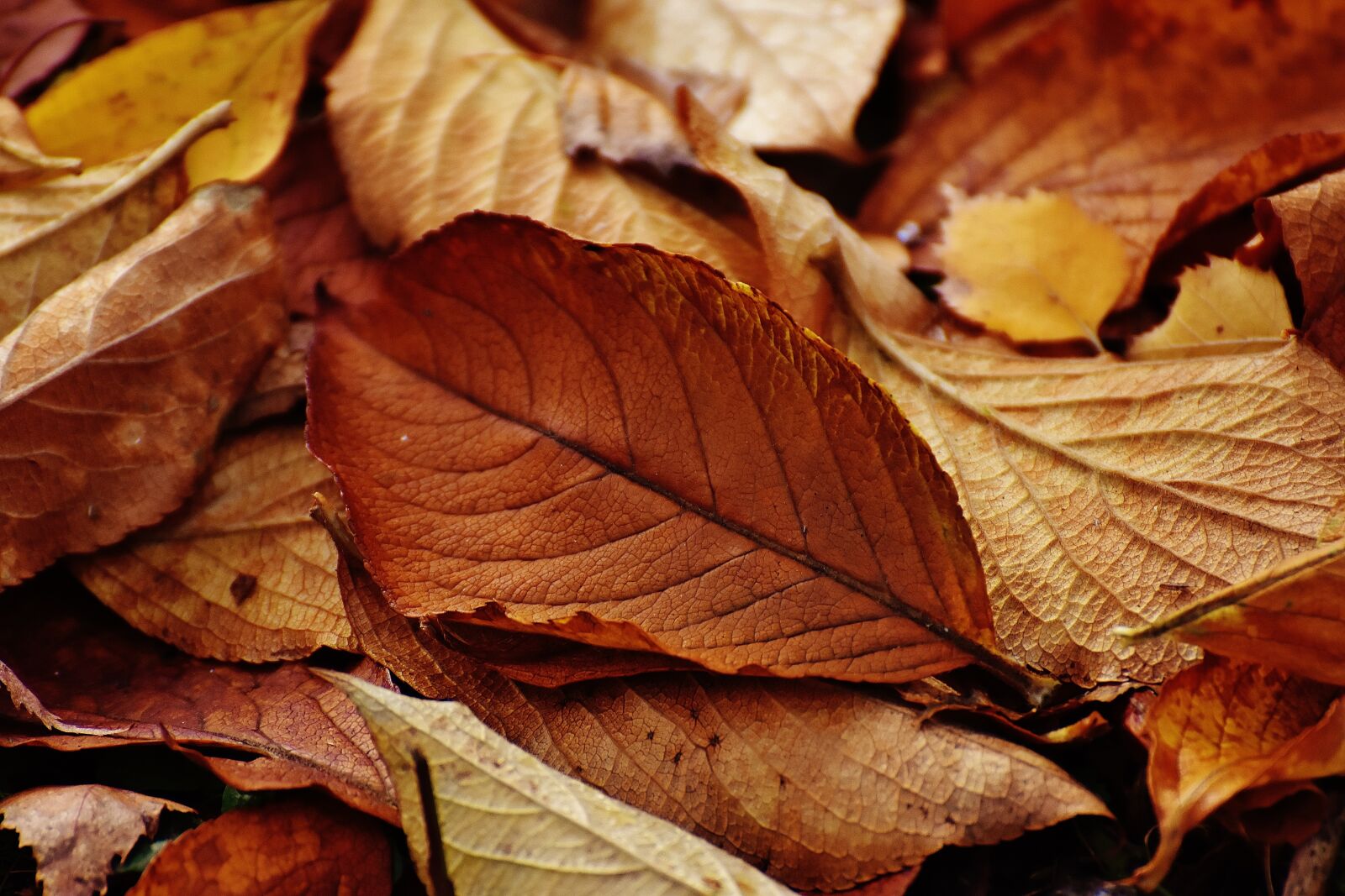 Nikon D7200 sample photo. Leaves, autumn, colorful photography