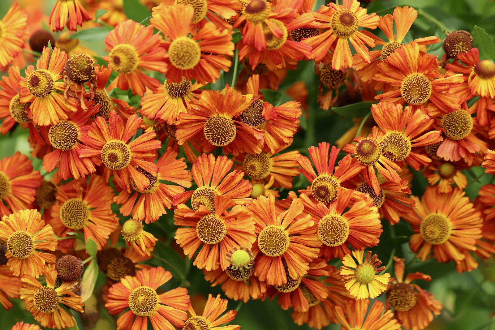 Canon EOS 800D (EOS Rebel T7i / EOS Kiss X9i) sample photo. Sun brews, helenium, bl photography