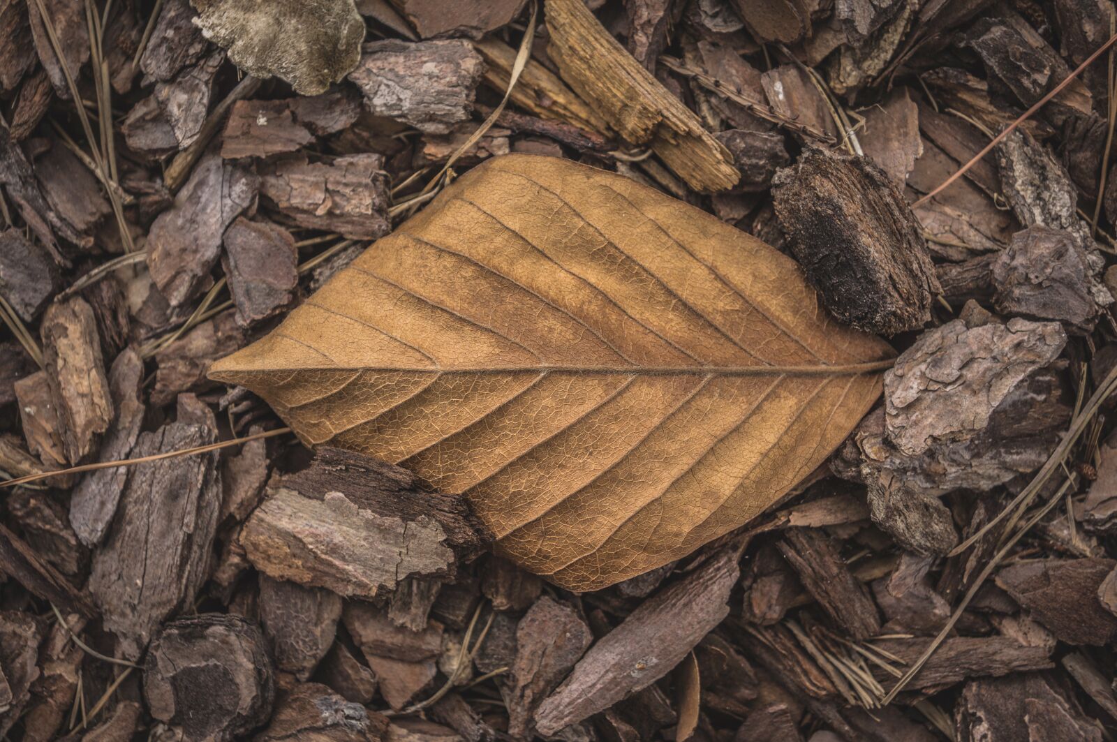 Sony Alpha NEX-5N sample photo. Leaves, the leaves, deciduous photography