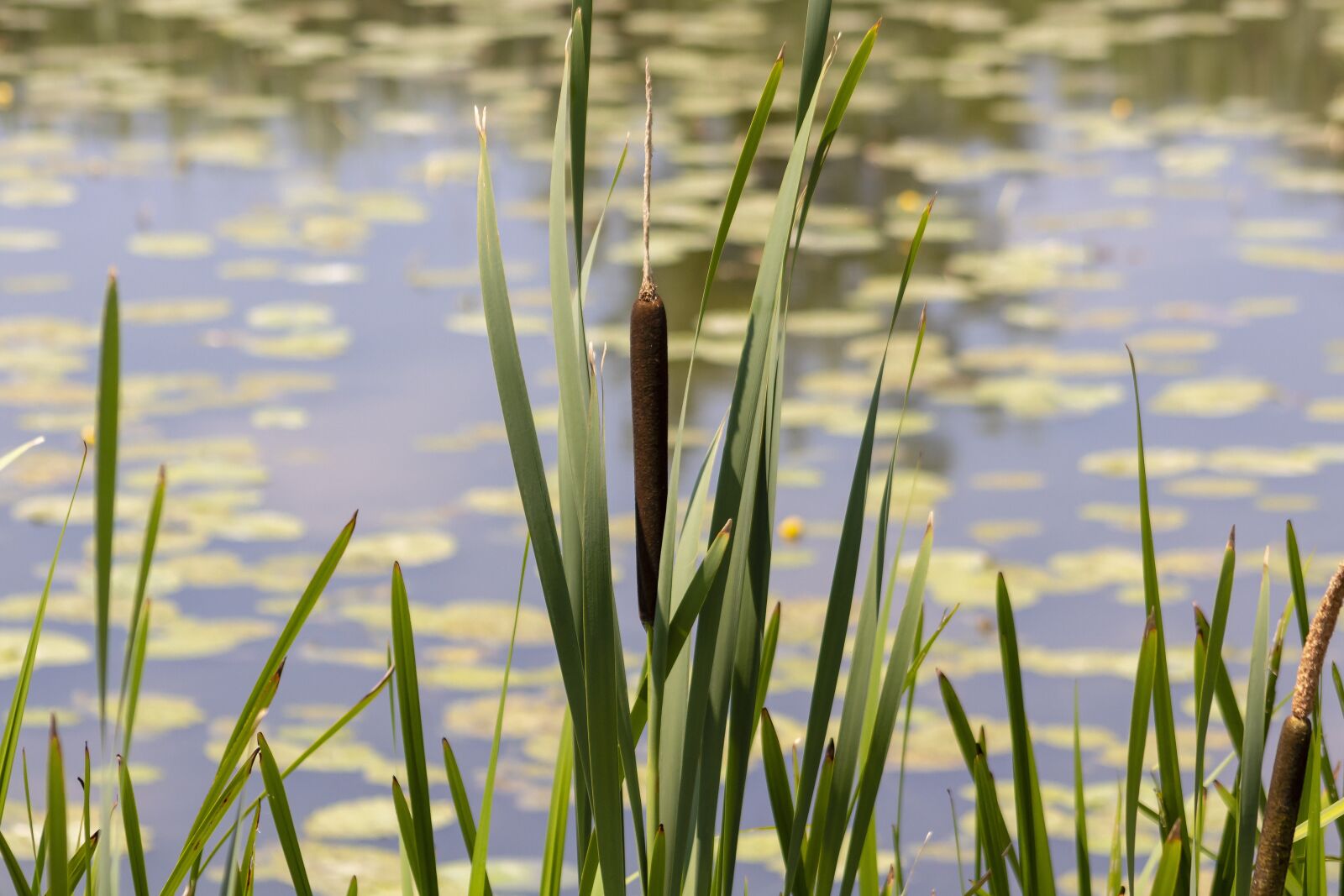 Canon EF75-300mm f/4-5.6 sample photo. Wildflower, cattail, crop photography