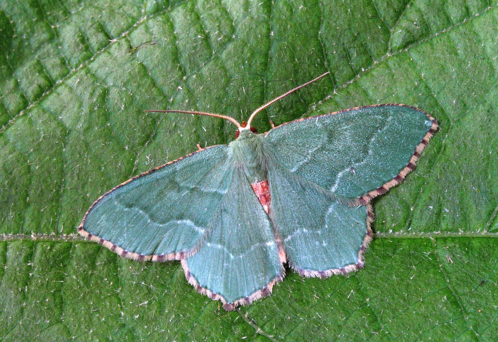 Canon EOS 500D (EOS Rebel T1i / EOS Kiss X3) sample photo. Moth, close up, nature photography