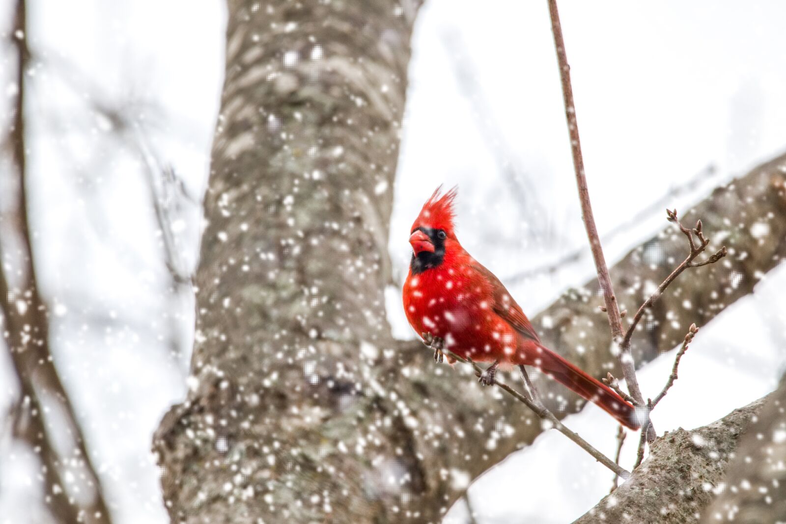 150.0 - 600.0 mm sample photo. Cardinal, snow, nature photography