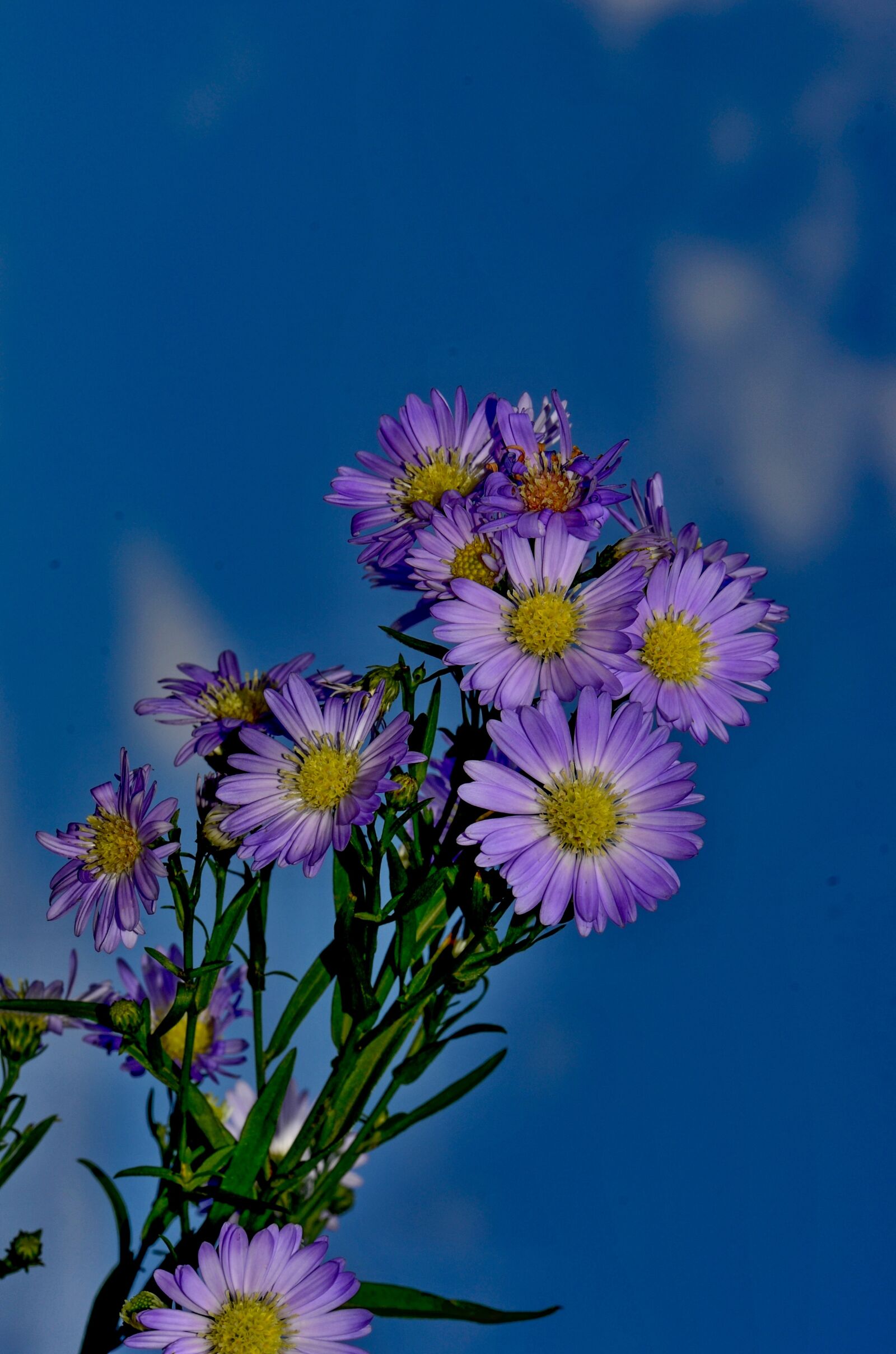 Nikon D7000 sample photo. Herbstaster, blue, nature photography
