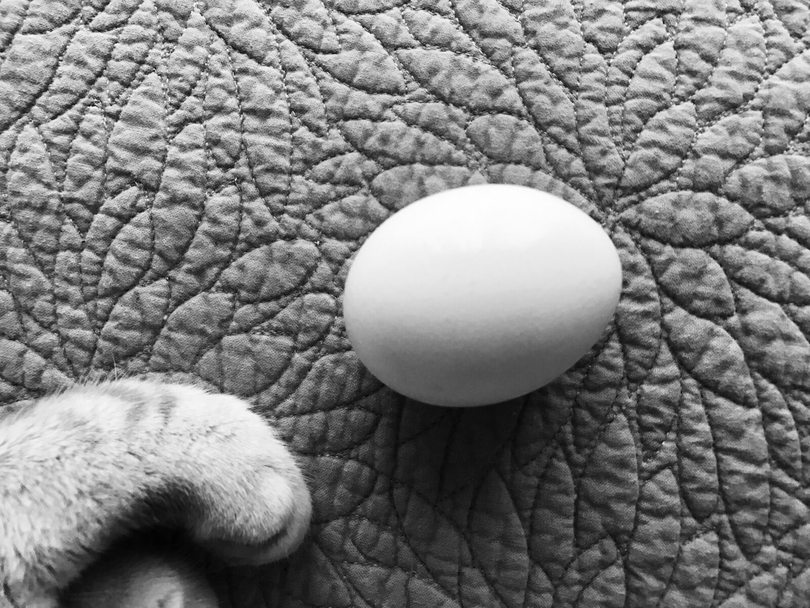 Apple iPhone 7 sample photo. Cat, chicken, egg, pattern photography