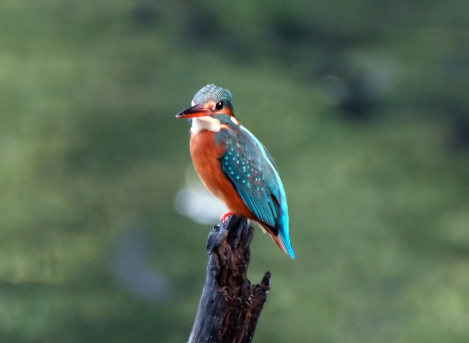 Olympus OM-D E-M1 sample photo. Common kingfisher, wild, bird photography