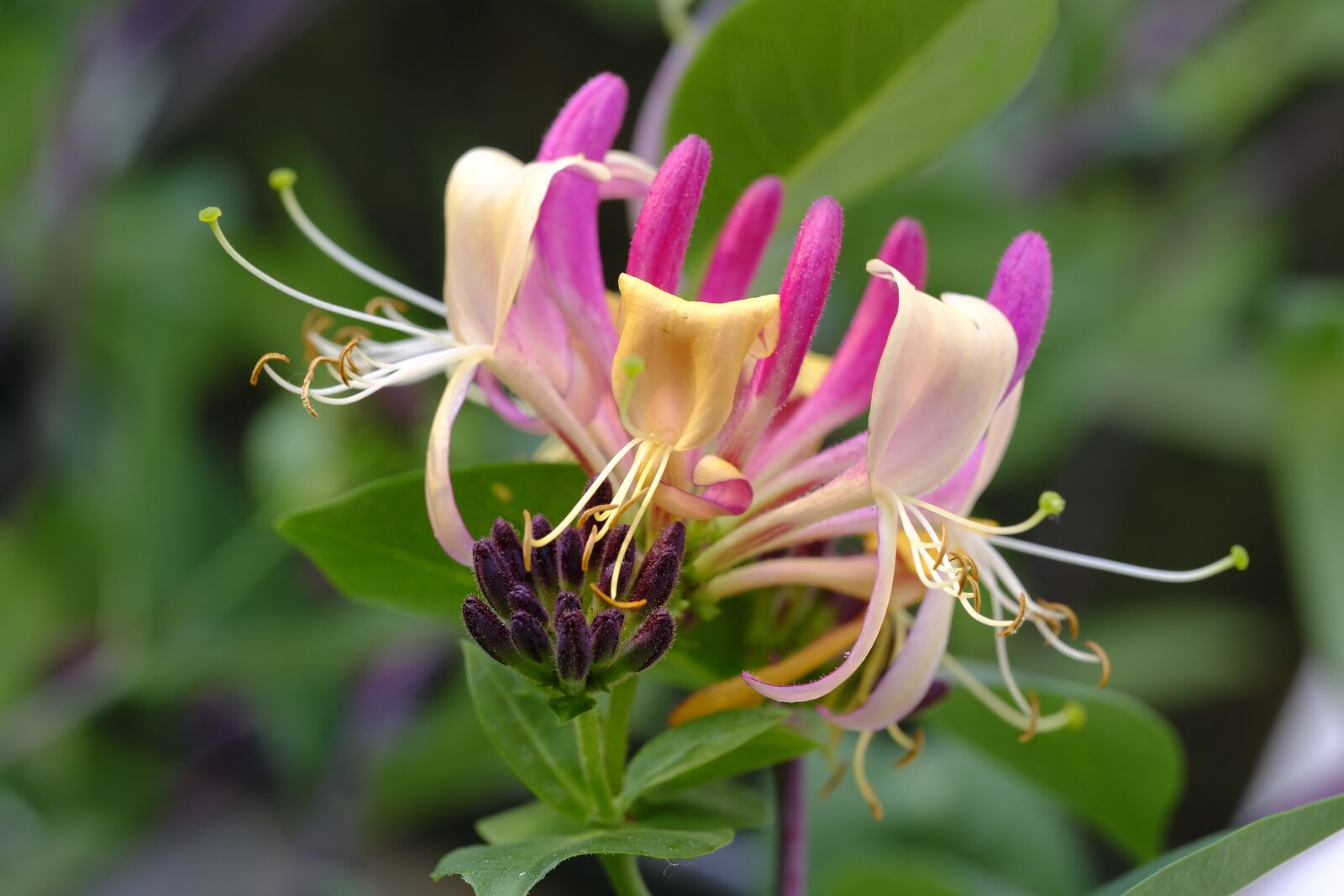 Fujifilm X-T2 + Fujifilm XF 80mm F2.8 R LM OIS WR Macro sample photo. Honeysuckle, real honeysuckle, fragrant photography