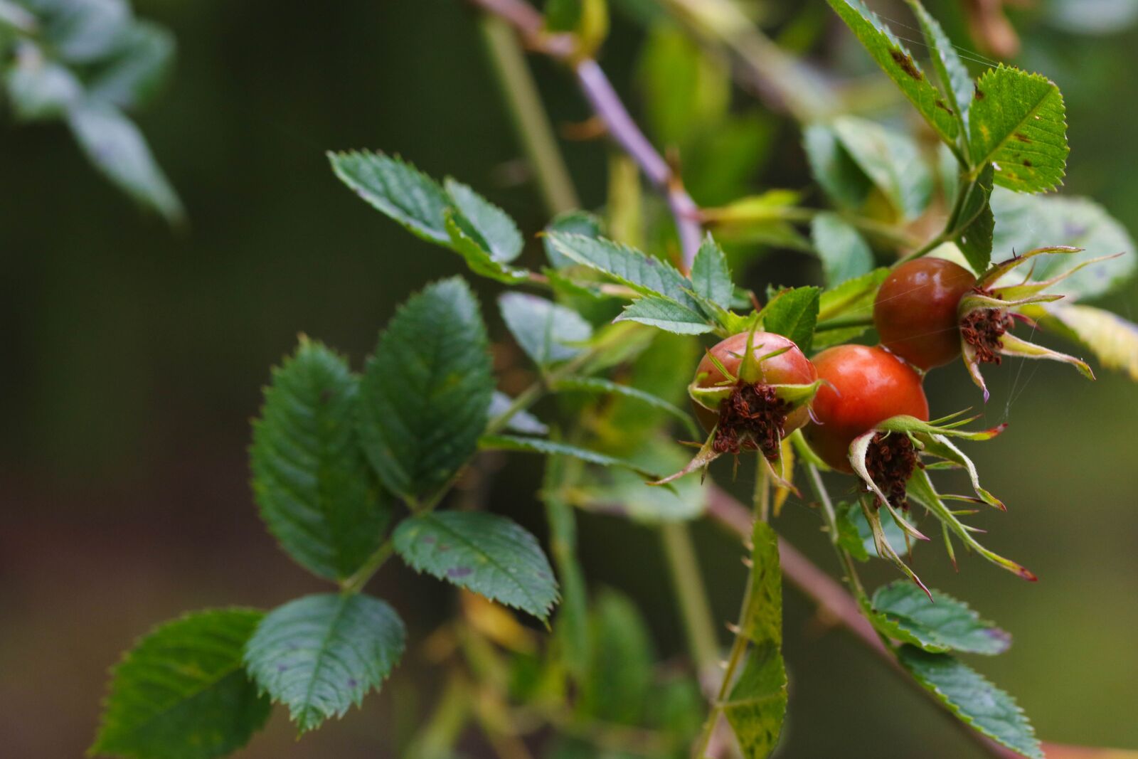 Canon EOS 7D Mark II sample photo. Rose-hip, nypetorn, plant photography