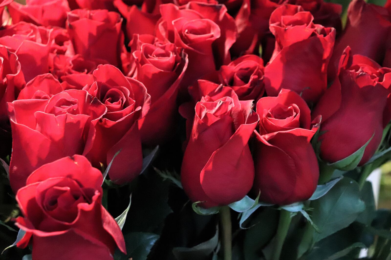 Canon EOS 200D (EOS Rebel SL2 / EOS Kiss X9) sample photo. Red roses, colorful, christmas photography