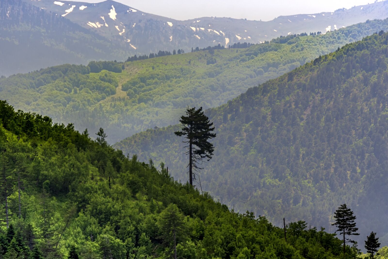 Nikon D7200 sample photo. Tree, mountains, landscape photography